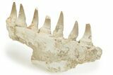 Fossil Mosasaur (Eremiasaurus?) Jaw Section - Morocco #220669-4
